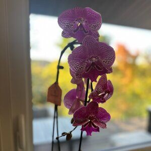 Meet your Posher, Evelyn